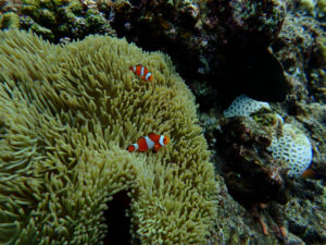 沖縄　ダイビング　真栄田岬　体験ダイビング