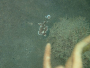 沖縄　体験ダイビング　那覇