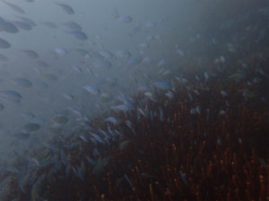 沖縄　体験ダイビング　那覇