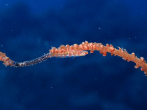 沖縄　ダイビング　FUNダイビング　嘉手納