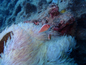 沖縄　ダイビング　FUNダイビング　嘉手納