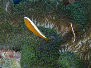 沖縄　ダイビング　FUNダイビング　嘉手納