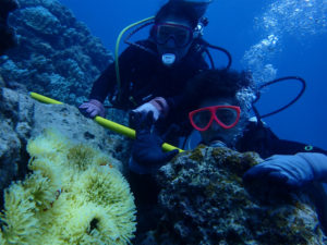 沖縄　慶良間　FUNダイビング　体験ダイビング　ダイビング