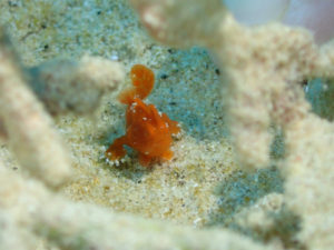 沖縄　ダイビング　万座　FUNダイビング