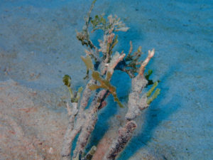 沖縄　ダイビング　万座　FUNダイビング