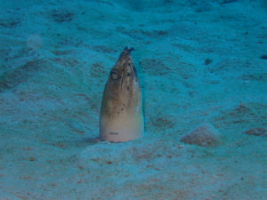 沖縄　ダイビング　万座　FUNダイビング