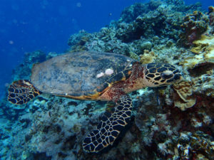 慶良間　体験ダイビング　沖縄　ダイビング