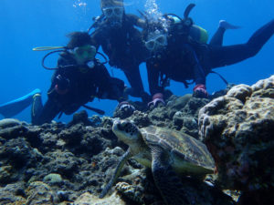 慶良間　体験ダイビング　沖縄　ダイビング