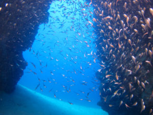 沖縄　万座　恩納村　ダイビング　FUNダイビング