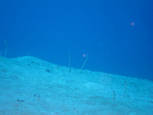 沖縄　万座　恩納村　ダイビング　FUNダイビング