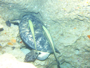 沖縄　万座　恩納村　ダイビング　FUNダイビング