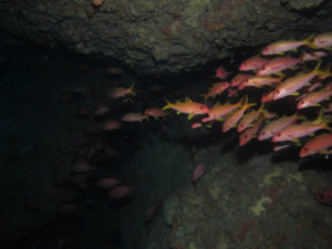 沖縄　恩納村　残波　ダイビング　FUNダイビング