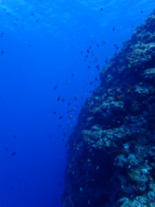 沖縄　万座　FUNダイビング　ダイビング　