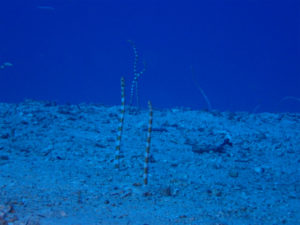 沖縄　万座　FUNダイビング　ダイビング　