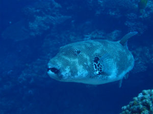 沖縄　万座　FUNダイビング　ダイビング　