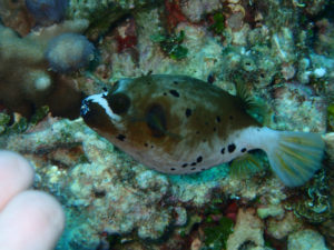 沖縄　万座　FUNダイビング　ダイビング　