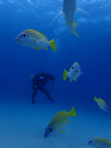 沖縄　万座　FUNダイビング　ダイビング　