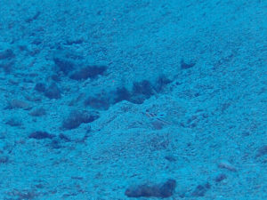 沖縄　本島　体験ダイビング　FUNダイビング　ダイビング　嘉手納沖