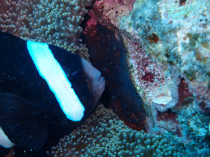 沖縄　本島　体験ダイビング　FUNダイビング　ダイビング　嘉手納沖