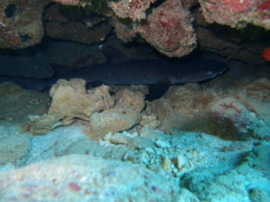 沖縄　本島　体験ダイビング　FUNダイビング　ダイビング　嘉手納沖