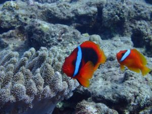 沖縄　本島　体験ダイビング　FUNダイビング　ダイビング　嘉手納沖