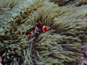 沖縄　本島　体験ダイビング　FUNダイビング　ダイビング　嘉手納沖