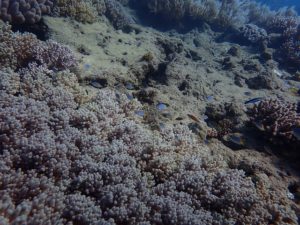 沖縄　本島　体験ダイビング　FUNダイビング　ダイビング　嘉手納沖