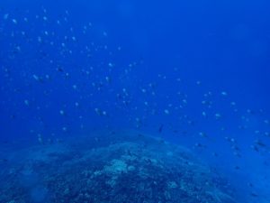 沖縄　ダイビング　慶良間　体験ダイビング