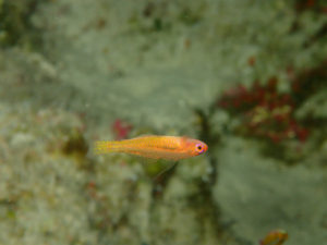 沖縄　万座　恩納村　ダイビング　FUNダイビング