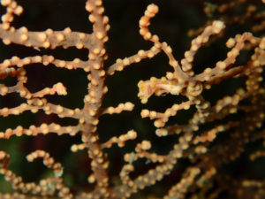 沖縄　万座　恩納村　ダイビング　FUNダイビング