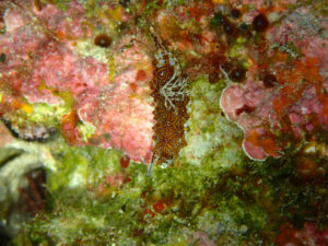 沖縄　万座　恩納村　ダイビング　FUNダイビング