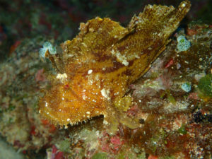 沖縄　万座　恩納村　ダイビング　FUNダイビング