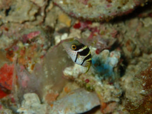 沖縄　万座　恩納村　ダイビング　FUNダイビング