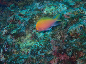 相変わらずでかい！