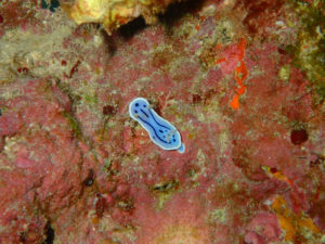 沖縄　万座　恩納村　ダイビング　FUNダイビング