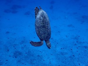 沖縄　ダイビング　慶良間　体験ダイビング