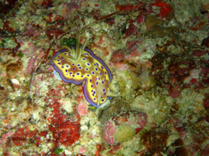 沖縄　恩納村　残波　ダイビング　FUNダイビング