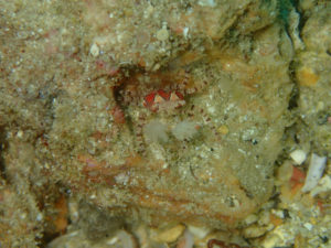 沖縄　恩納村　残波　ダイビング　FUNダイビング