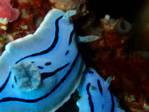 沖縄　恩納村　残波　ダイビング　FUNダイビング