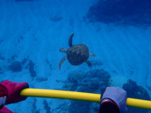 沖縄　慶良間　体験ダイビング　ダイビング