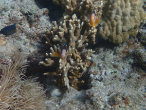 沖縄　慶良間　体験ダイビング　ダイビング