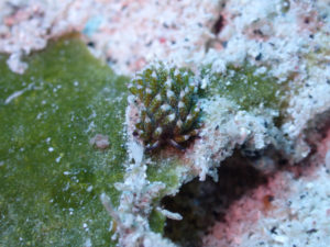 沖縄　慶良間　体験ダイビング　ファンダイビング　ダイビング