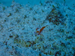 沖縄　慶良間　体験ダイビング　ファンダイビング　ダイビング