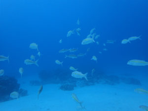 沖縄　慶良間　体験ダイビング　ファンダイビング　ダイビング