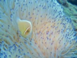 沖縄　イナンビシ　ダイビング　FUNダイビング