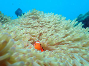 沖縄　イナンビシ　ダイビング　FUNダイビング