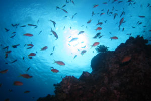 沖縄　ダイビング　FUNダイビング　慶良間