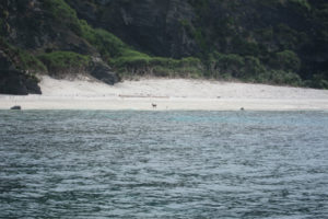 沖縄　ダイビング　FUNダイビング　慶良間