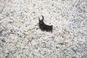 沖縄　ダイビング　ウミウシ