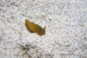 沖縄　ダイビング　ウミウシ